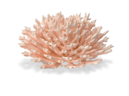 coral-3